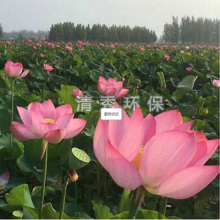 荷花苗種植各方面的要求有哪些？